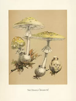 Amanita Gallery: Fools mushroom, Amanita verna