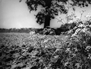 Images Dated 23rd August 2011: Fools Parsley