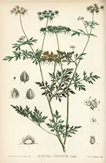 Aethusa Gallery: Fools parsley, Aethusa cynapium