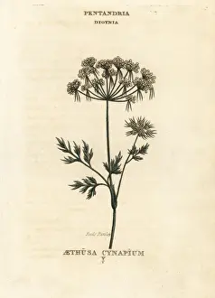 Fools parsley, Aethusa cynapium
