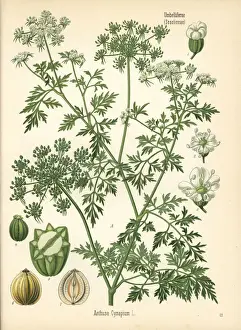 Fools parsley, Aethusa cynapium