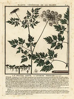 Colour Printing Prints: Fool's parsley, Aethusa cynapium