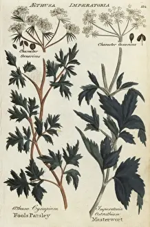 Fools parsley and masterwort