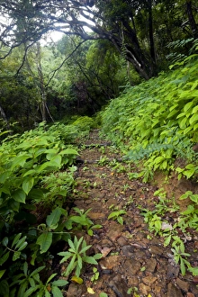 Images Dated 27th June 2011: A footpath in Ferney Forest