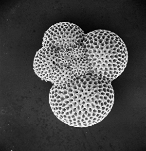 Amoeba Collection: Foraminifer