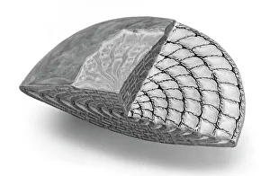Celled Collection: Foraminifer model