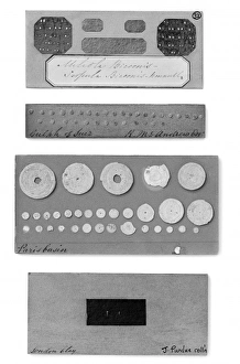 Celled Collection: Foraminifera