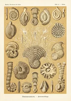 Protozoa Collection: Foraminifera, marine creeping protozoa
