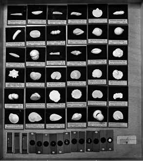 Chondrichthyes Collection: Foraminifera models
