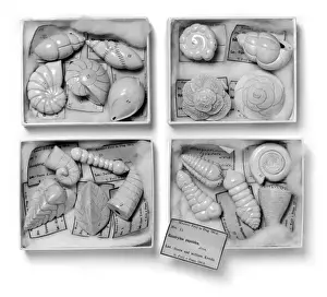 Foraminifera models