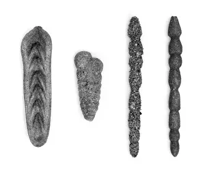 Foraminifera models
