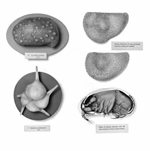 Protozoan Collection: Foraminifera and ostracods models