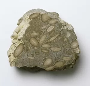 Foraminifera Collection: Foraminiferal limestone