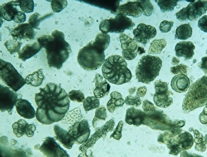 Celled Collection: Foraminiferan remains