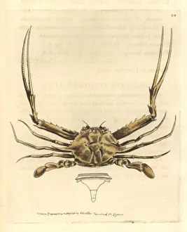 Elford Prints: Forceps crab, Lupella forceps