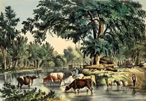 Fording Prints: Fording the River with a cattle drive