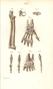 Masse Prints: Forearm, wrist and finger bones