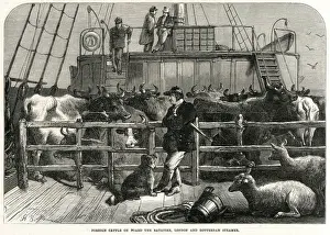 Rotterdam Prints: Foreign cattle on board the Batavier 1865