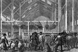 The Foreign Cattle Market, Deptford, London, 1872