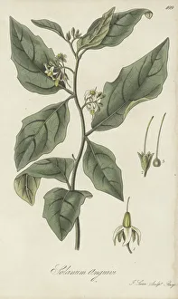 Exotic Flora Prints: Forest bitterberry or African eggplant, Solanum anguivi
