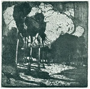 Forest Clouds