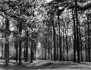 Wooded Collection: Forest of Dean