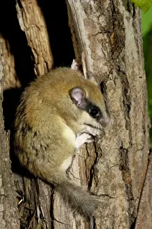 Rodent Prints: Forest dormouse