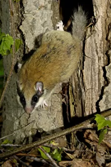 Forest dormouse, adult