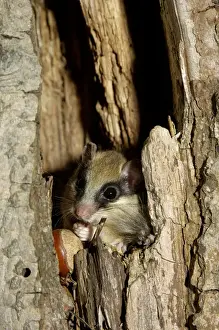 Forest dormouse, adult