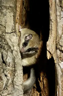 Forest dormouse, adult