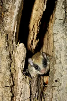 Forest dormouse, adult
