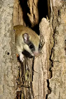 Forest dormouse, adult