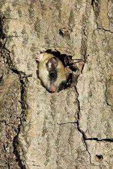 Nests Prints: Forest dormouse, adult, climbs out of its shelter