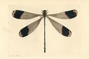 Forest giant damselfly, Megaloprepus caerulatus