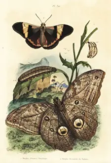 Forest giant owl butterfly, Caligo eurilochus