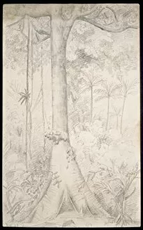 Alfred Russel Wallace Gallery: Forest giant sketched near Para