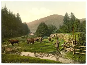 Harz Prints: Forest House, Lauterberg (i. e. Bad Lauterberg im Harz), Hart
