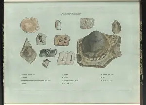 Sowerby Prints: Forest Marble fossils