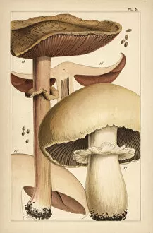 Mushroom Collection: Forest mushroom and horse mushroom
