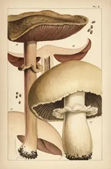 Mycology Prints: Forest mushroom and horse mushroom