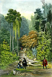 Vaillant Prints: Forest, Pulo, Penang
