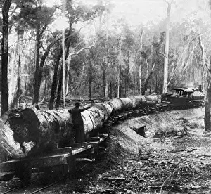 Transporting Prints: Forest railway, Western Australia