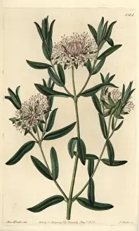 Sarahanndrake Prints: Forest riceflower, Pimelea sylvestris