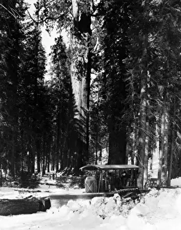 Parking Prints: Forest Snow Plough
