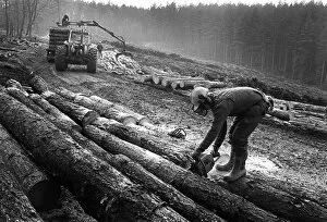Images Dated 4th September 2019: A forester cuts logs with a chain saw during tree felling
