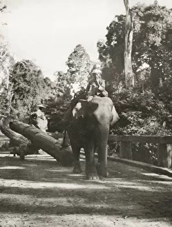 Ears Collection: Forestry logging in Burma - elephant pulling a log