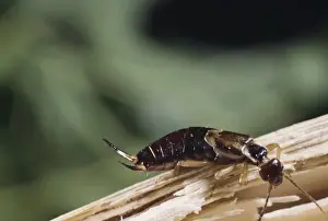 Forficula auricularia, common earwig