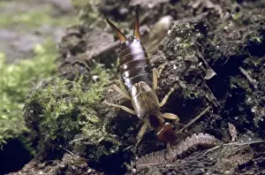 Ladybirds Lobsters Prints: Forficula auricularia, common earwig