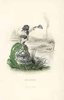Forgetmenot Prints: Forget me not flower fairy, Myosotis scorpioides