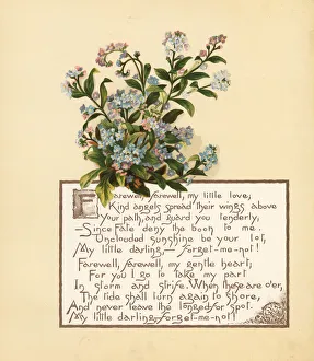 Bailey Gallery: Forget me not, Myosotis palustris, and calligraphic poem